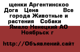 щенки Аргентинскоо Дога › Цена ­ 25 000 - Все города Животные и растения » Собаки   . Ямало-Ненецкий АО,Ноябрьск г.